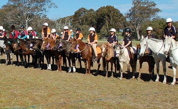 Ponies with riders